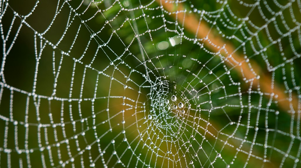 Gotículas de água em uma teia de aranha, em foto de perto